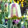 Fritillaria Acmopetala -UK Garden Plants Sales 2024 fritillaria acmopetala 01 scaled