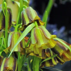 Fritillaria Acmopetala -UK Garden Plants Sales 2024 fritillaria acmopetala 2
