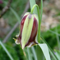 Fritillaria Acmopetala -UK Garden Plants Sales 2024 fritillaria acmopetala 4