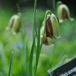 Fritillaria Acmopetala -UK Garden Plants Sales 2024 fritillaria acmopetala 6