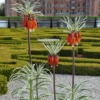 Fritillaria Imperialis 'Aureomarginata'