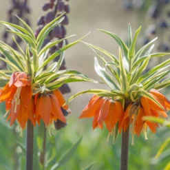 Fritillaria Imperialis 'Aureomarginata' -UK Garden Plants Sales 2024 fritillaria aureomarginata 3 scaled