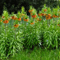 Fritillaria Imperialis 'Aurora' 14 Fritillaria Imperialis 'Aurora' -UK Garden Plants Sales 2024 fritillaria aurora 1