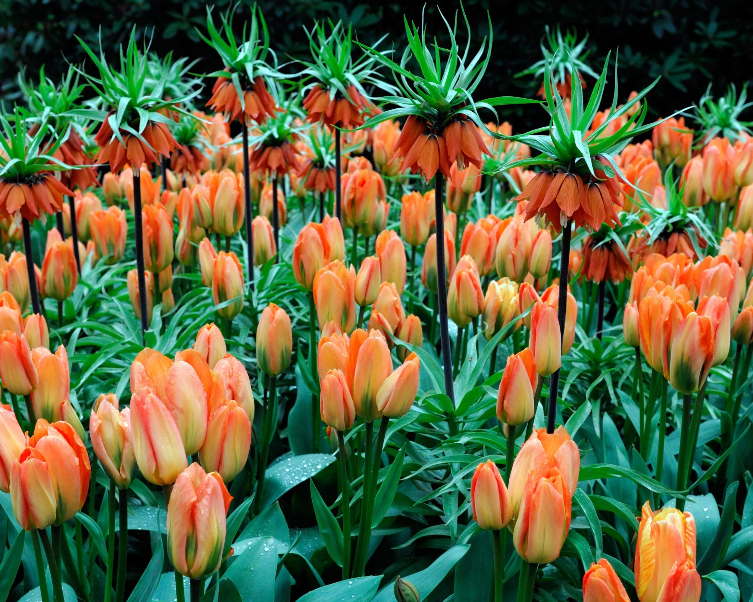 Fritillaria Imperialis 'Aurora' 9 Fritillaria Imperialis 'Aurora' - Image 8