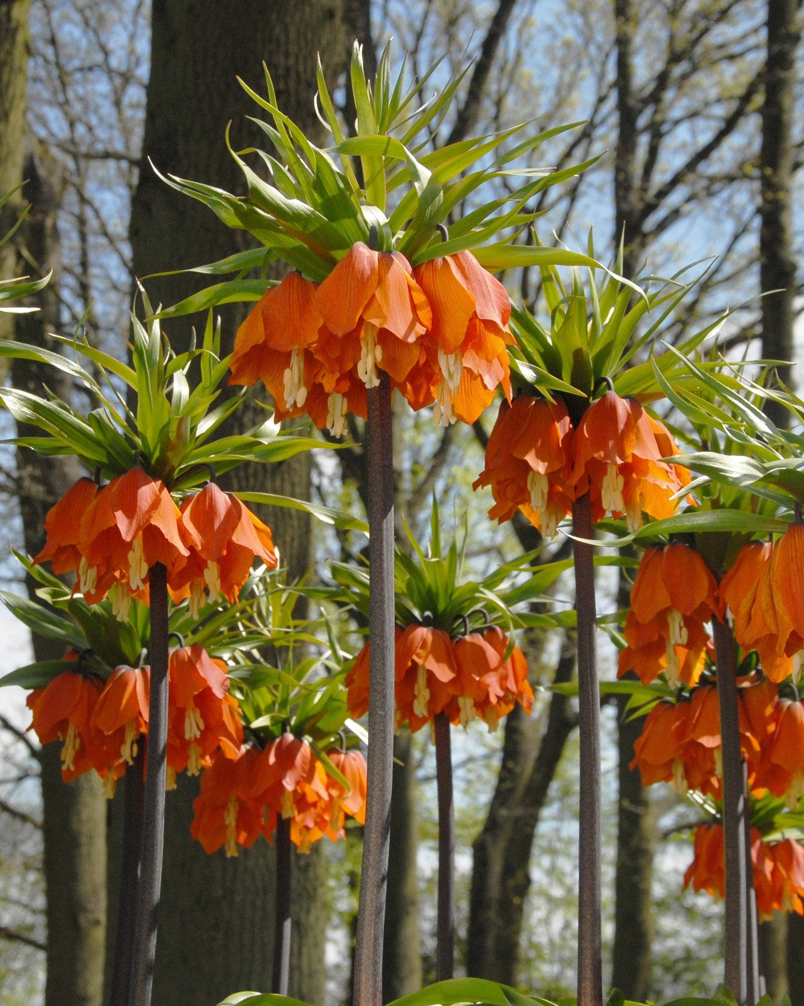 Fritillaria Imperialis 'Aurora' 3 Fritillaria Imperialis 'Aurora' - Image 2
