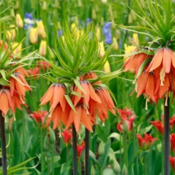 Fritillaria Imperialis 'Aurora' 15 Fritillaria Imperialis 'Aurora' -UK Garden Plants Sales 2024 fritillaria aurora 2 36ac8a0f ba4d 446b 8ce4 b4d9ffa4faa2 scaled
