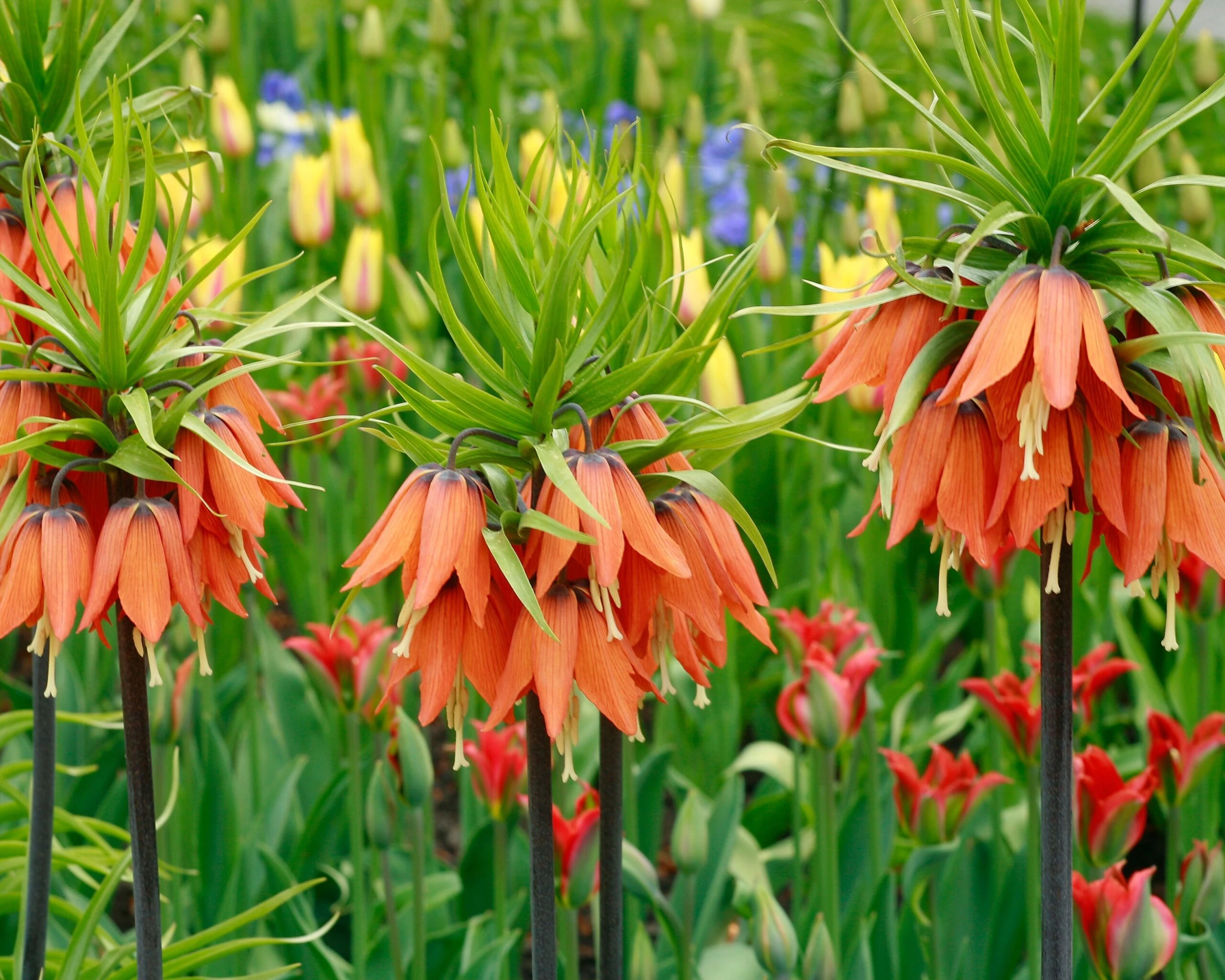 Fritillaria Imperialis 'Aurora' 7 Fritillaria Imperialis 'Aurora' - Image 6