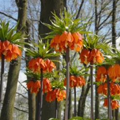 Fritillaria Imperialis 'Aurora' 16 Fritillaria Imperialis 'Aurora' -UK Garden Plants Sales 2024 fritillaria aurora 3