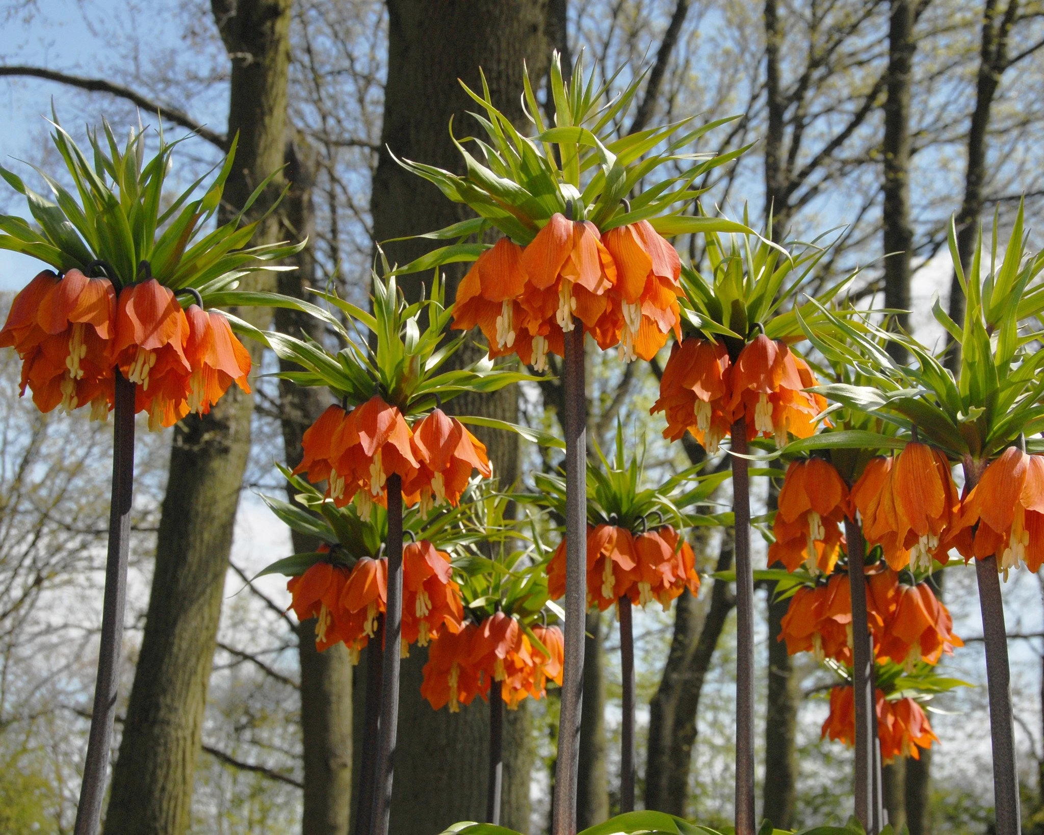 Fritillaria Imperialis 'Aurora' 8 Fritillaria Imperialis 'Aurora' - Image 7