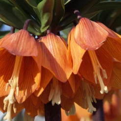 Fritillaria Imperialis 'Aurora' 12 Fritillaria Imperialis 'Aurora' -UK Garden Plants Sales 2024 fritillaria aurora 3 627aca8b e924 4302 b3e6 20b86e371a85 scaled