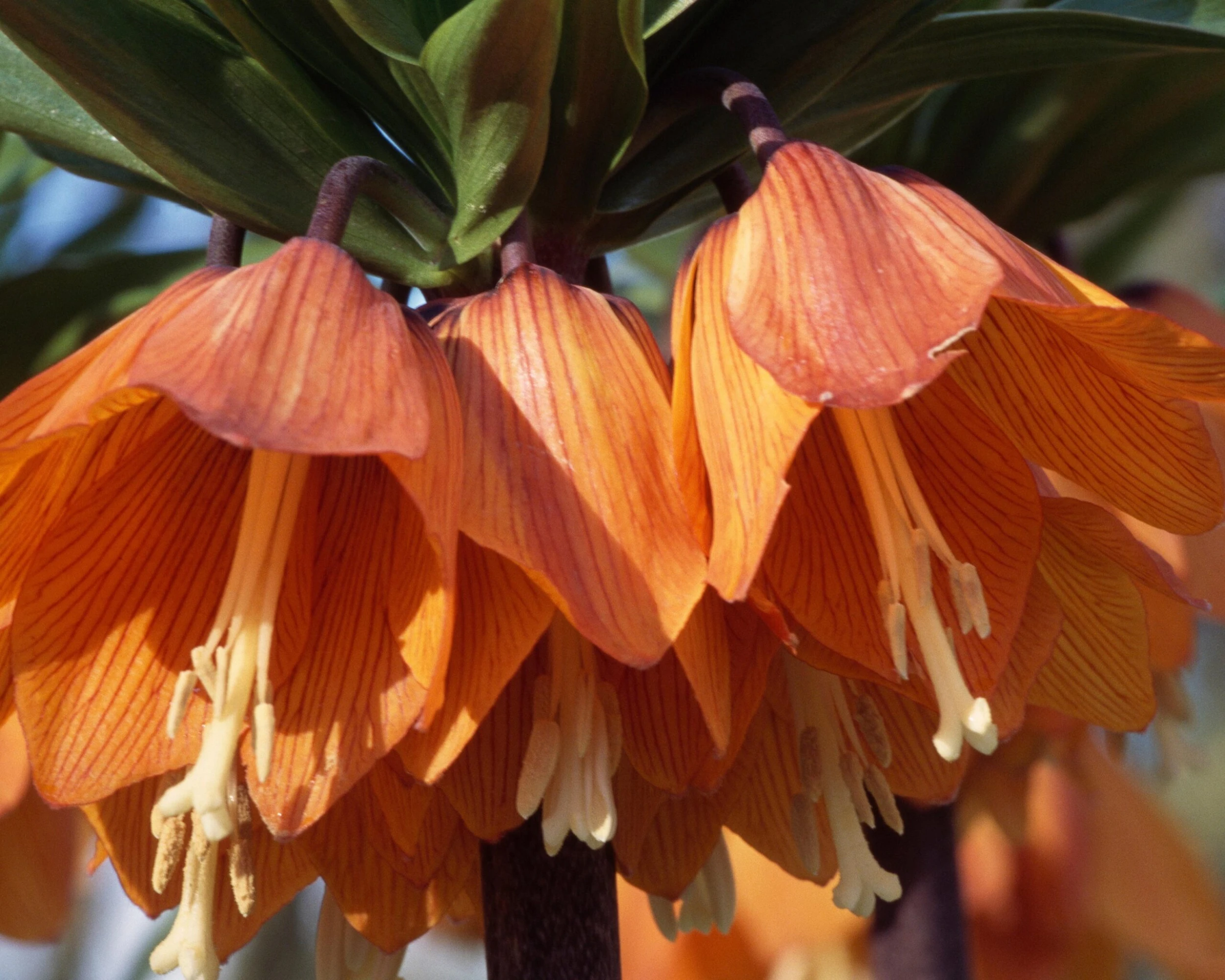 Fritillaria Imperialis 'Aurora' 4 Fritillaria Imperialis 'Aurora' - Image 3