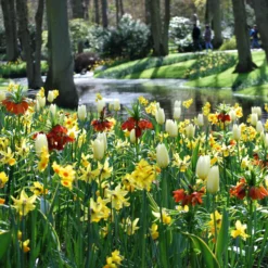 Fritillaria Imperialis 'Aurora' 13 Fritillaria Imperialis 'Aurora' -UK Garden Plants Sales 2024 fritillaria aurora 4 scaled