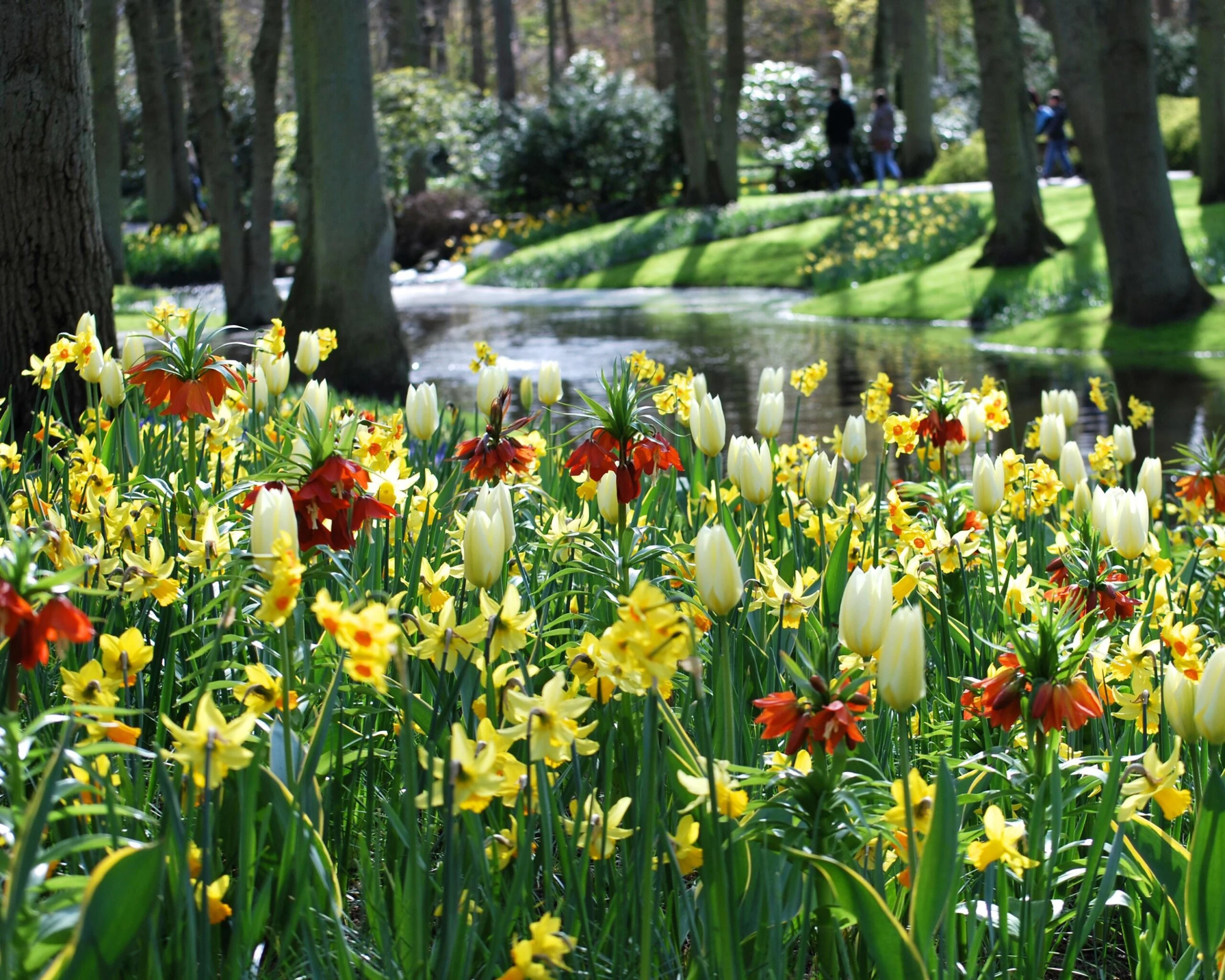 Fritillaria Imperialis 'Aurora' 5 Fritillaria Imperialis 'Aurora' - Image 4