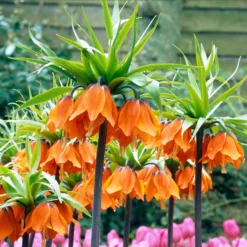 Fritillaria Imperialis 'Aurora' 18 Fritillaria Imperialis 'Aurora' -UK Garden Plants Sales 2024 fritillaria aurora 5 scaled