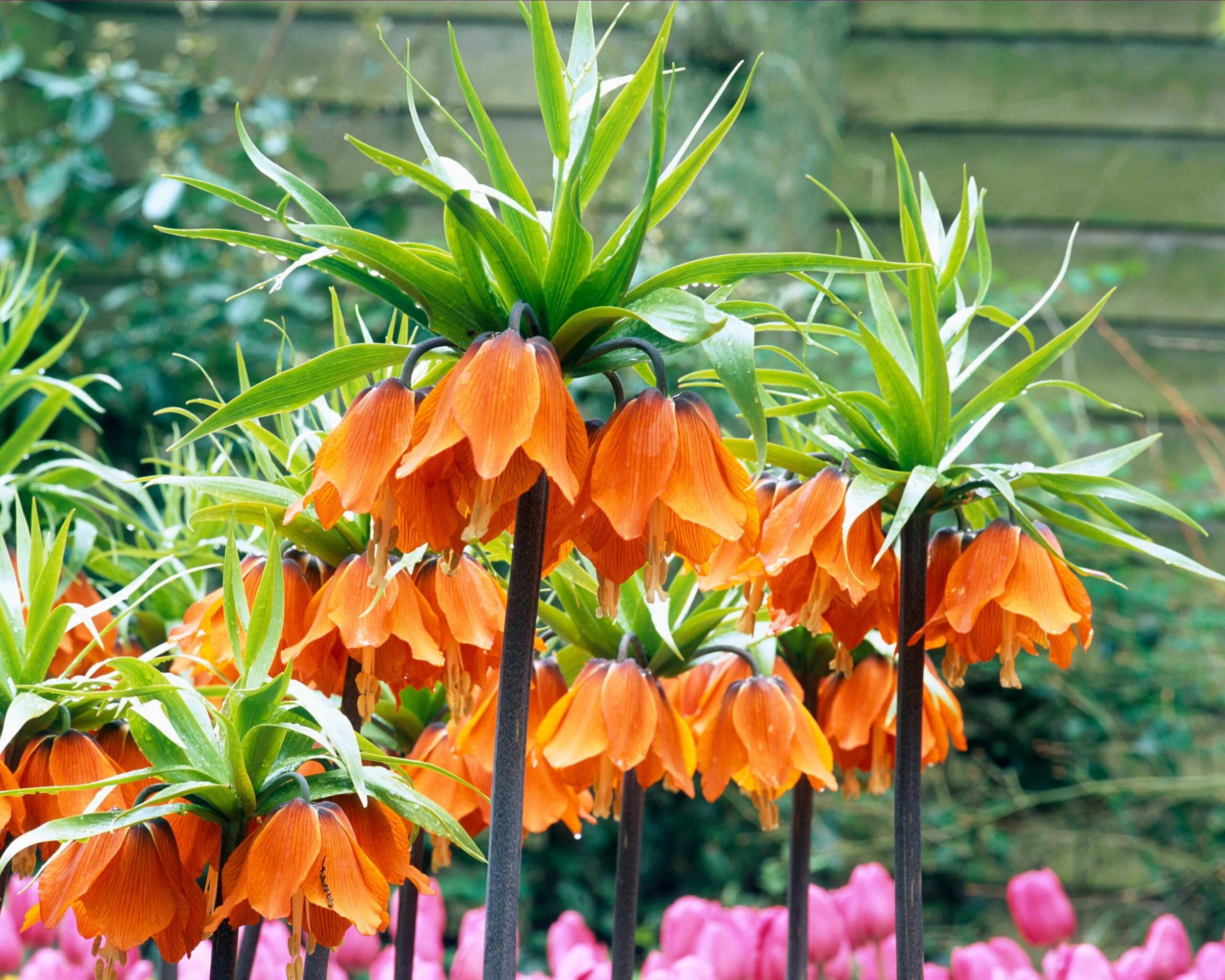 Fritillaria Imperialis 'Aurora' 10 Fritillaria Imperialis 'Aurora' - Image 9
