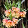 Fritillaria 'Early Fantasy' -UK Garden Plants Sales 2024 fritillaria early fantasy 1
