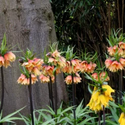 Fritillaria 'Early Fantasy' -UK Garden Plants Sales 2024 fritillaria early fantasy 3