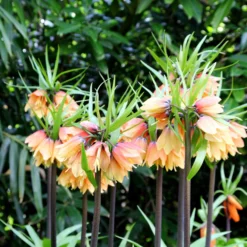 Fritillaria 'Early Fantasy' -UK Garden Plants Sales 2024 fritillaria early fantasy 4