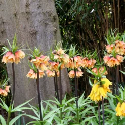 Fritillaria 'Early Fantasy' -UK Garden Plants Sales 2024 fritillaria early fantasy 5
