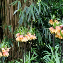 Fritillaria 'Early Fantasy' -UK Garden Plants Sales 2024 fritillaria early fantasy 6