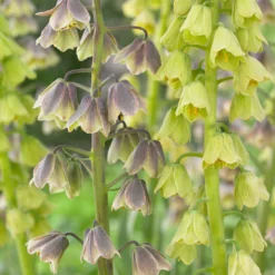Fritillaria 'Green Dreams' -UK Garden Plants Sales 2024 fritillaria green dreams 2 scaled