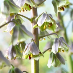 Fritillaria 'Green Dreams' -UK Garden Plants Sales 2024 fritillaria green dreams 3 scaled