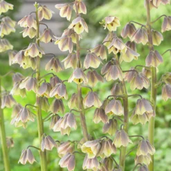 Fritillaria 'Green Dreams' -UK Garden Plants Sales 2024 fritillaria green dreams 4 scaled