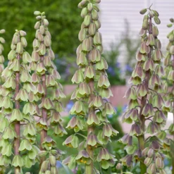 Fritillaria 'Green Dreams' -UK Garden Plants Sales 2024 fritillaria green dreams 5