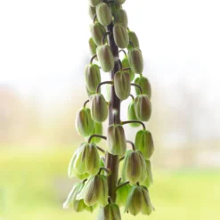 Fritillaria 'Green Dreams' -UK Garden Plants Sales 2024 fritillaria green dreams 6 scaled