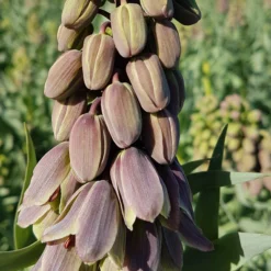 Fritillaria 'Green Dreams' -UK Garden Plants Sales 2024 fritillaria green dreams 8