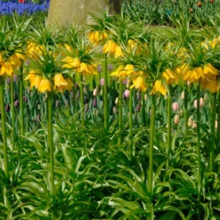 Fritillaria Imperialis 'Lutea' 21 Fritillaria Imperialis 'Lutea' -UK Garden Plants Sales 2024 fritillaria imperalis lutea 1