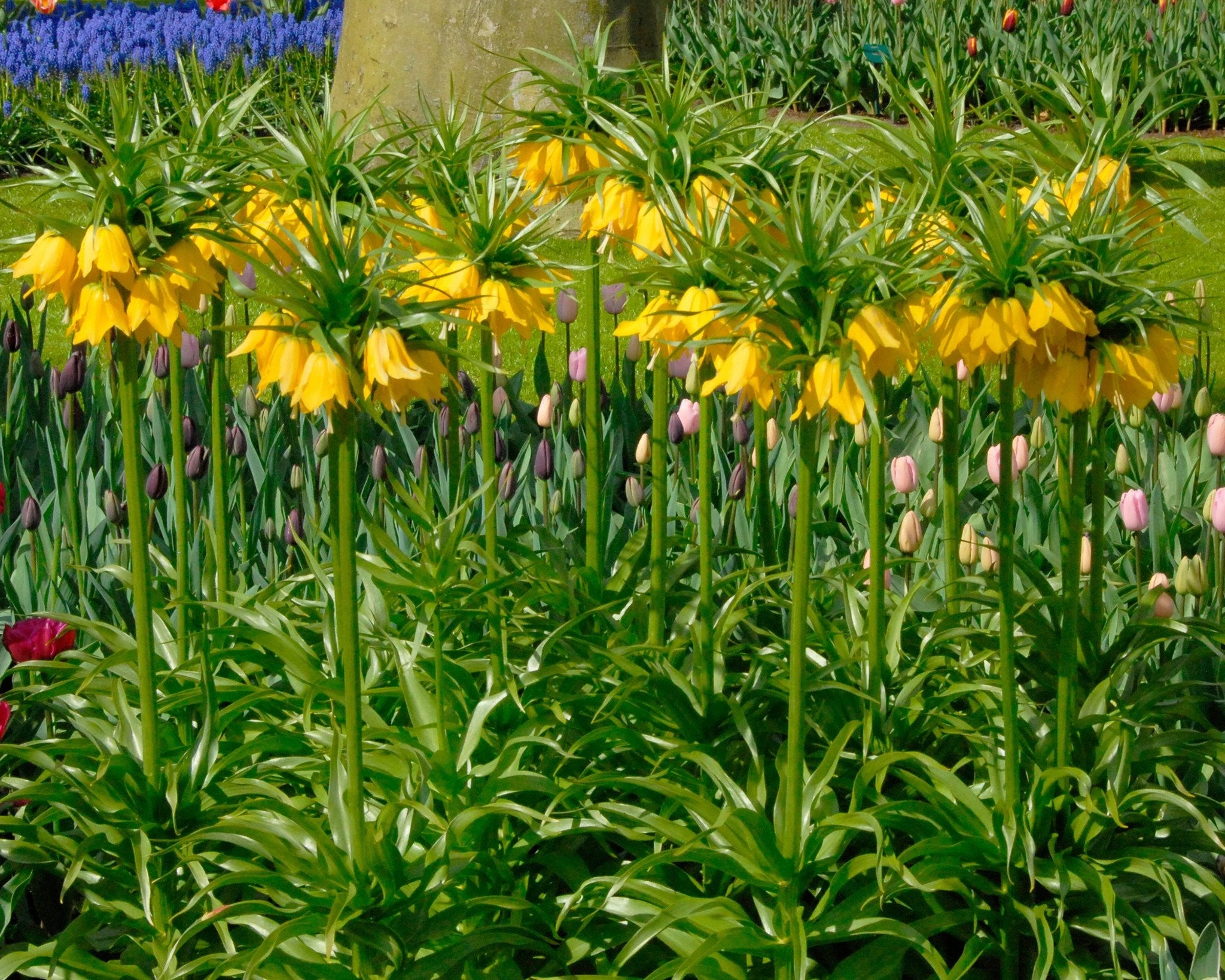 Fritillaria Imperialis 'Lutea' 10 Fritillaria Imperialis 'Lutea' - Image 8