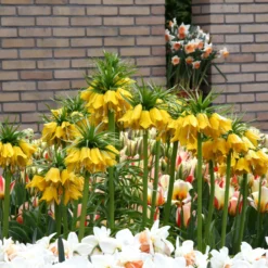 Fritillaria Imperialis 'Lutea' 18 Fritillaria Imperialis 'Lutea' -UK Garden Plants Sales 2024 fritillaria imperalis lutea 10