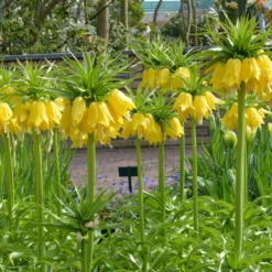 Fritillaria Imperialis 'Lutea' 17 Fritillaria Imperialis 'Lutea' -UK Garden Plants Sales 2024 fritillaria imperalis lutea 2