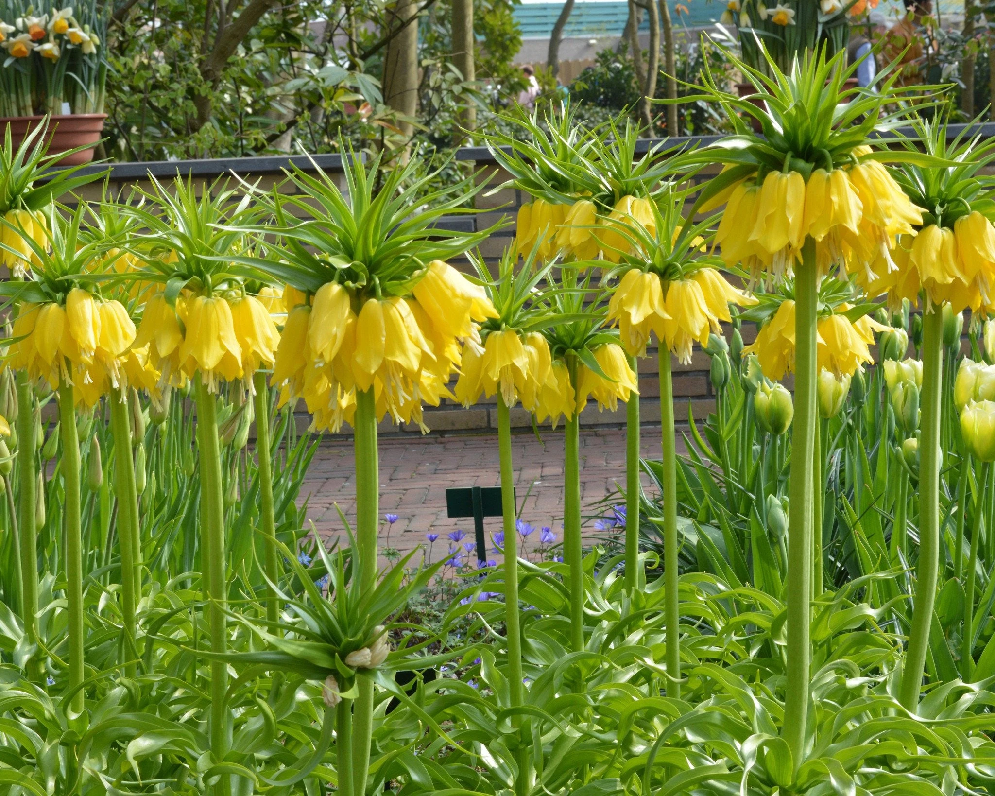 Fritillaria Imperialis 'Lutea' 6 Fritillaria Imperialis 'Lutea' - Image 4