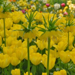 Fritillaria Imperialis 'Lutea' 23 Fritillaria Imperialis 'Lutea' -UK Garden Plants Sales 2024 fritillaria imperalis lutea 4