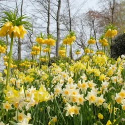 Fritillaria Imperialis 'Lutea' 24 Fritillaria Imperialis 'Lutea' -UK Garden Plants Sales 2024 fritillaria imperalis lutea 6