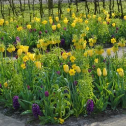 Fritillaria Imperialis 'Lutea' 19 Fritillaria Imperialis 'Lutea' -UK Garden Plants Sales 2024 fritillaria imperalis lutea 7