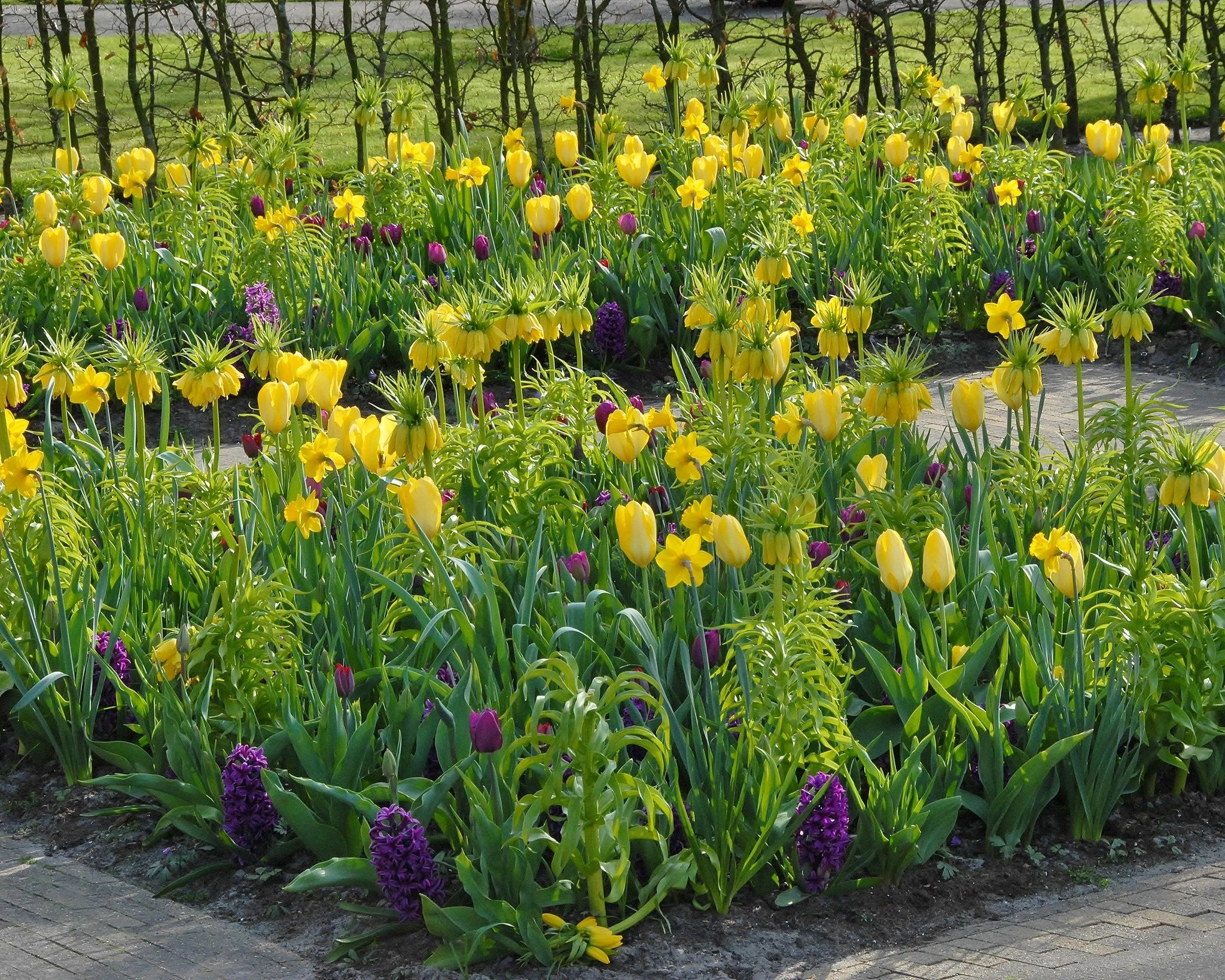 Fritillaria Imperialis 'Lutea' 8 Fritillaria Imperialis 'Lutea' - Image 6