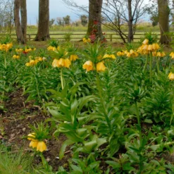 Fritillaria Imperialis 'Lutea' 25 Fritillaria Imperialis 'Lutea' -UK Garden Plants Sales 2024 fritillaria imperalis lutea 8