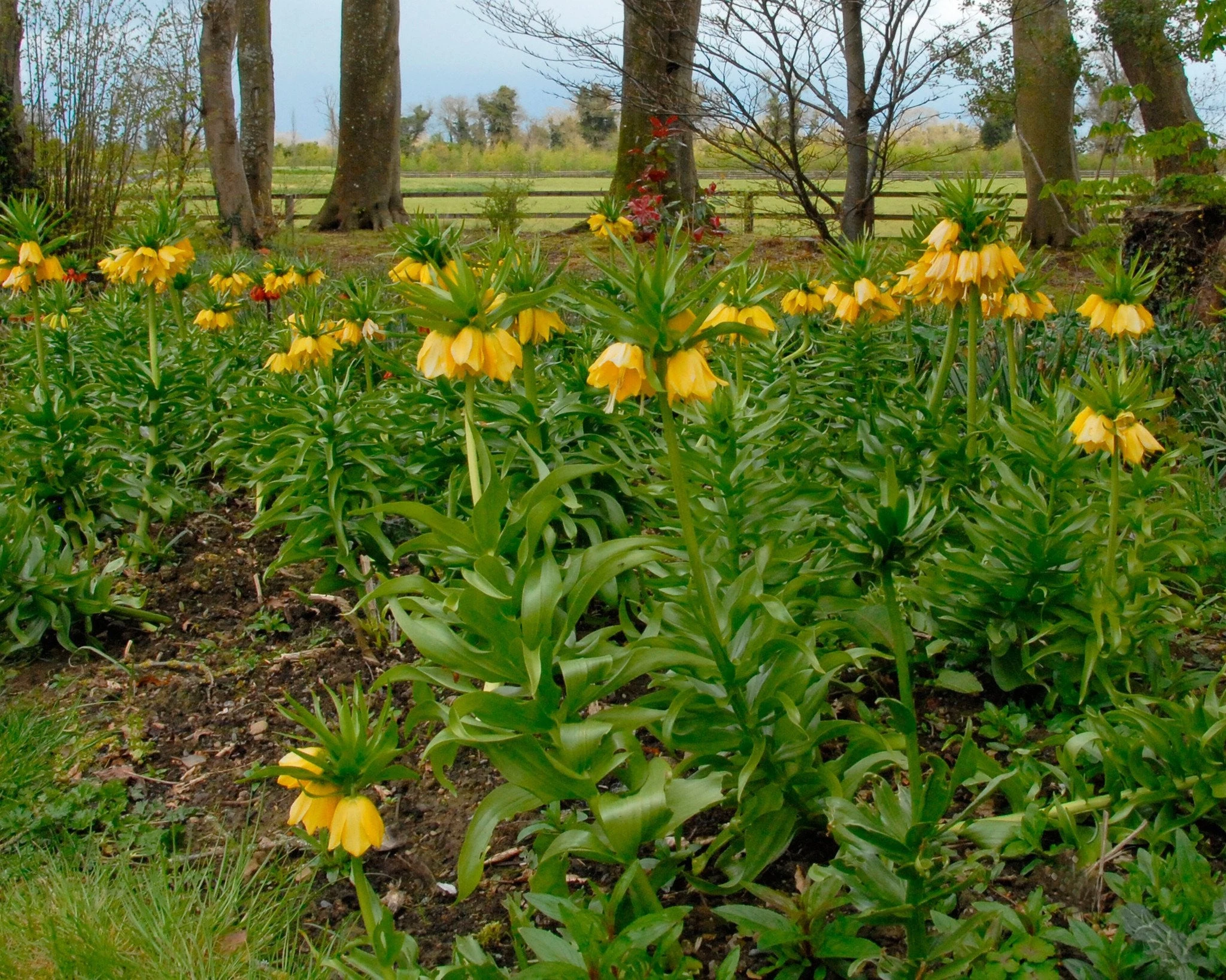 Fritillaria Imperialis 'Lutea' 14 Fritillaria Imperialis 'Lutea' - Image 12