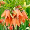 Fritillaria Imperialis 'Aurora' -UK Garden Plants Sales 2024 fritillaria imperialis aurora 12