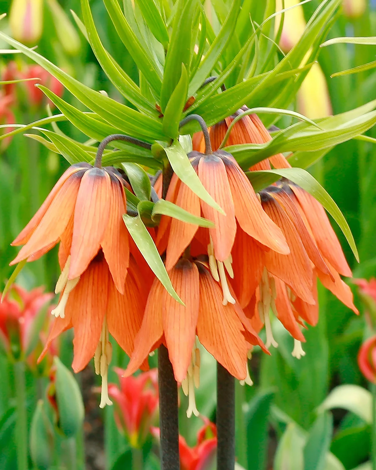 Fritillaria Imperialis 'Aurora' 2 Fritillaria Imperialis 'Aurora'