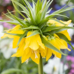 Fritillaria Imperialis 'Lutea'