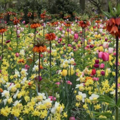 Fritillaria Imperialis 'Rubra' -UK Garden Plants Sales 2024 fritillaria imperialis rubra 1
