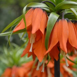 Fritillaria Imperialis 'Rubra' -UK Garden Plants Sales 2024 fritillaria imperialis rubra 2