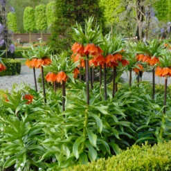 Fritillaria Imperialis 'Rubra' -UK Garden Plants Sales 2024 fritillaria imperialis rubra 3