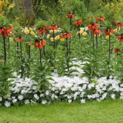 Fritillaria Imperialis 'Rubra' -UK Garden Plants Sales 2024 fritillaria imperialis rubra 6