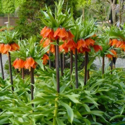 Fritillaria Imperialis 'Rubra' -UK Garden Plants Sales 2024 fritillaria imperialis rubra 8