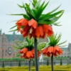 Fritillaria Imperialis 'Rubra' -UK Garden Plants Sales 2024 fritillaria imperialis rubra 9
